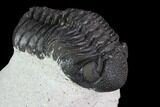 Detailed, Morocops Trilobite - Visible Eye Facets #92318-2